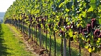 Transylvania Tour Collection | Romania Travel Tour Trips | Transylvania Tours - Halewood Vineyard