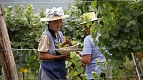 Grape picking