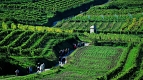 Transylvania Tour Collection | Romania Travel Tour Trips | Transylvania Tours - Vineyard