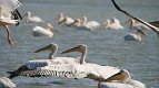 Transylvania Tour Collection | Romania Travel Tour Trips | Transylvania Tours - Danube Delta Pelicans Source Paul Branovici