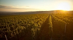 Transylvania Tour Collection | Romania Travel Tour Trips | Transylvania Tours - Budureasca Vineyard