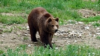 Transylvania Tour Collection | Romania Travel Tour Trips | Transylvania Tours - Bear Watching 3