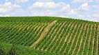 Vanju Mare Vineyard1