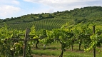 Tokaj Vineyards