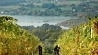 Grape Harvesting ©www.slovenia.info/Dunja Wedam