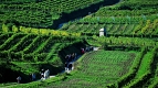 Wachau Vineyards ©Niederösterreich