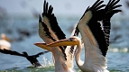 Pelicans in Danube Delta