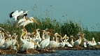 Pelicans in Danube Delta ©Paul Branovici1 